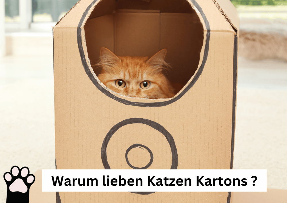 Katzen-Tatze Warum lieben Katzen Kisten und Kartons?