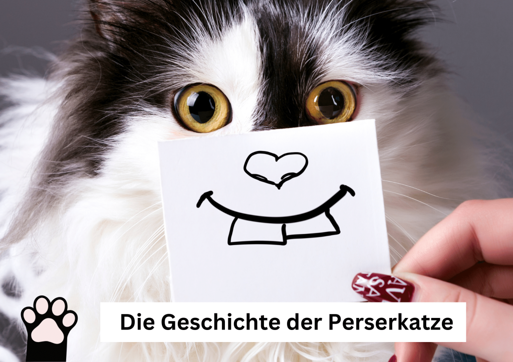 Katzen-Tatze Die Geschichte der Perserkatze mit vielen Fotos 2024
