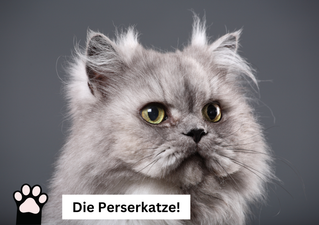 Die Perserkatze Aussehen, Charakter, Haltung und Pflege